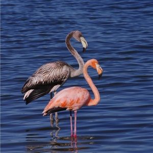 Meet your Posher, Linda